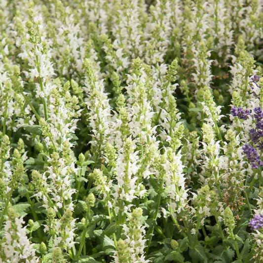 Steppen-Salbei 'Sensation White' - Bakker