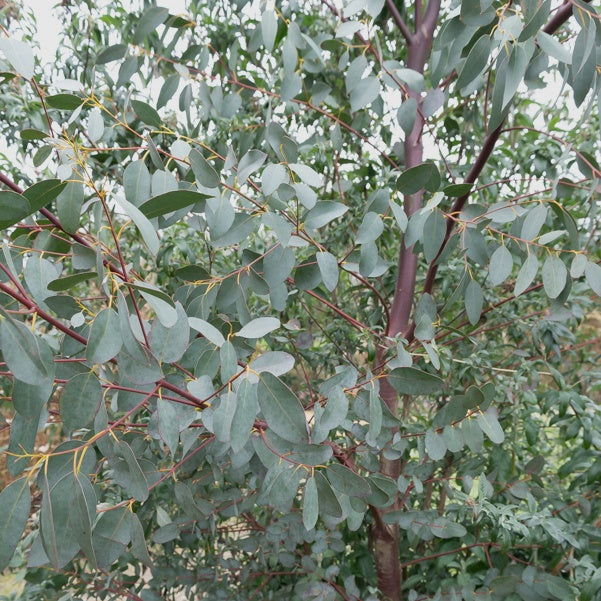 Eukalyptus - Bakker
