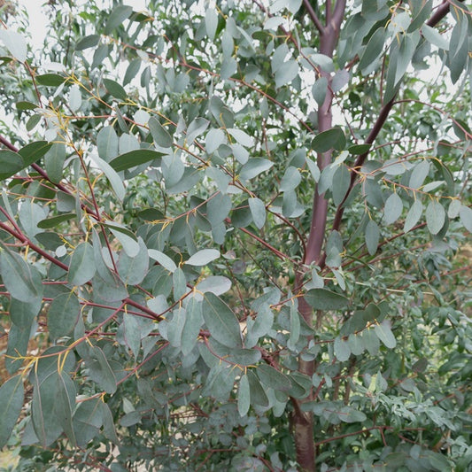 Eukalyptus - Bakker