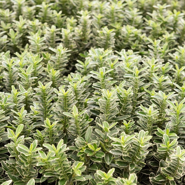 Japanischer Spindelstrauch Microphyllus Albovariegatus - Bakker