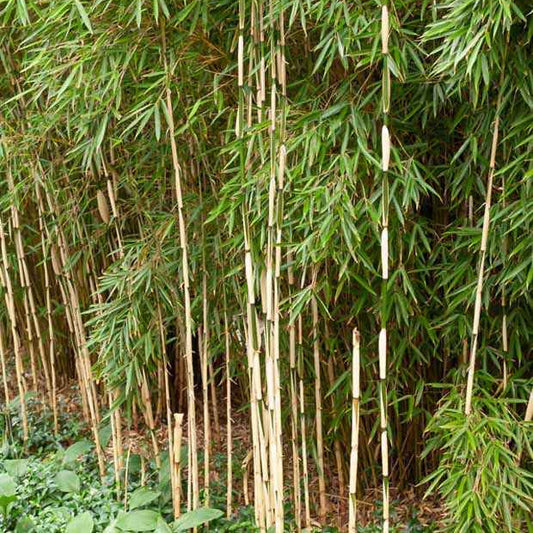 Bambus Fargesia 'Pingwu' - Bakker