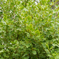 Griselinia Redge (x3) - Griselinia littoralis 'redge' - Bakker