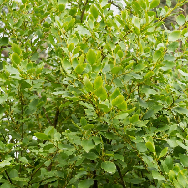 Griselinia Redge (x3) - Griselinia littoralis 'redge' - Bakker
