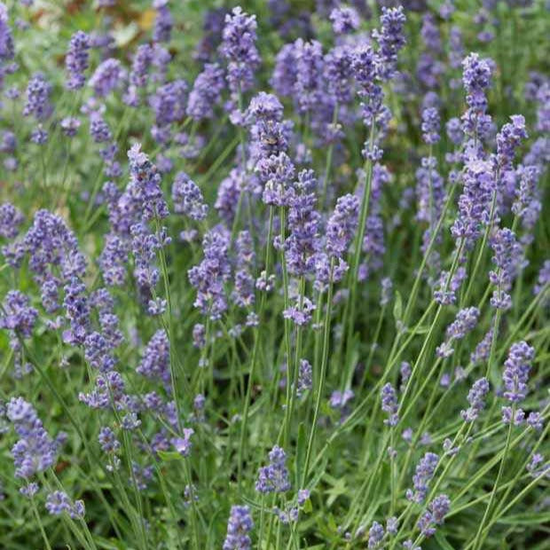 Lavendel Dutch - Lavandula x intermedia Dutch - Bakker