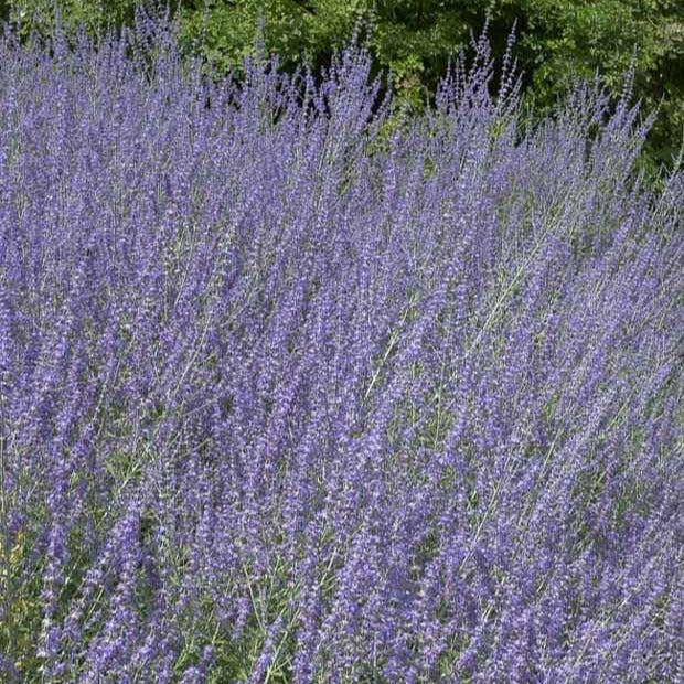 Kleine Blauraute Little Spire ® - Perovskia atriplicifolia Little Spire - Bakker