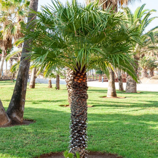 Priesterpalme - Washingtonia filifera - Bakker