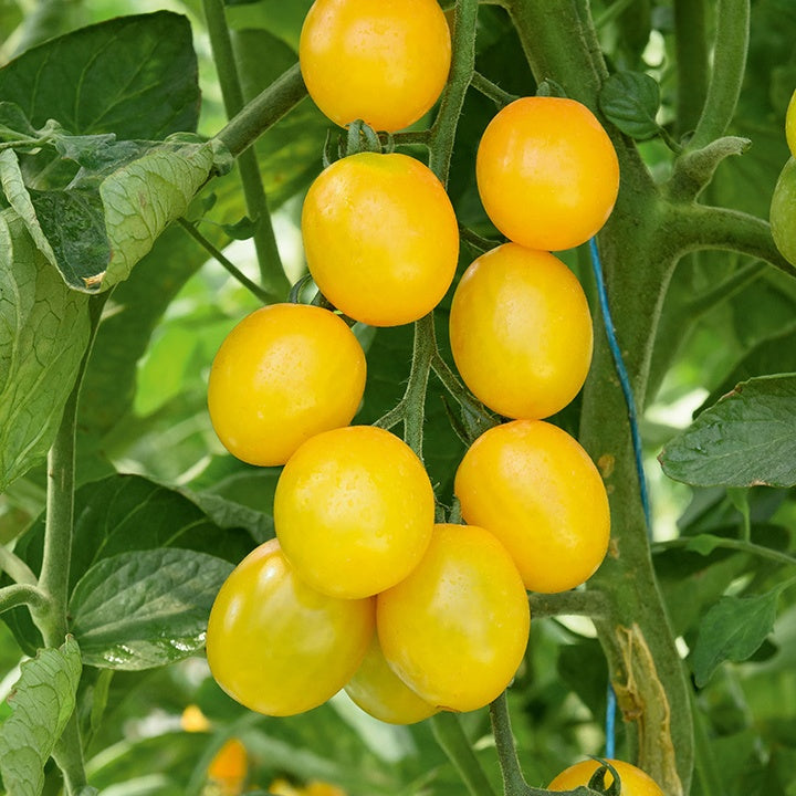 Cocktailtomate 'Gusta Mini Yellow F1' (x3) - Bakker