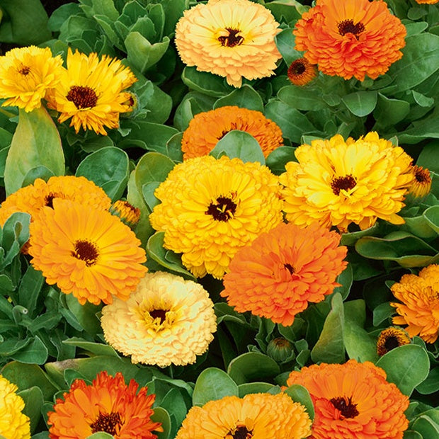 Doppelte Ringelblumen Mischungen - Bakker
