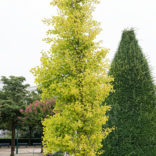 Ginkgo biloba 'Blagon' - Bakker