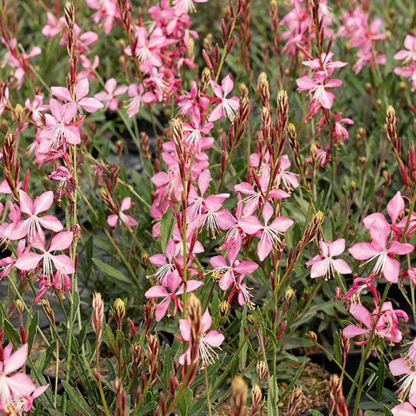 Gaura lindheimeri (blanc +siskiyou pink) - Prachtkerzen weiß + rosa (x2) - Gaura