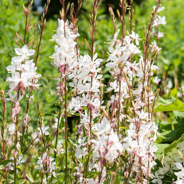 Gaura - Prachtkerzen weiß + rosa (x2) - Gaura lindheimeri (blanc +siskiyou pink)