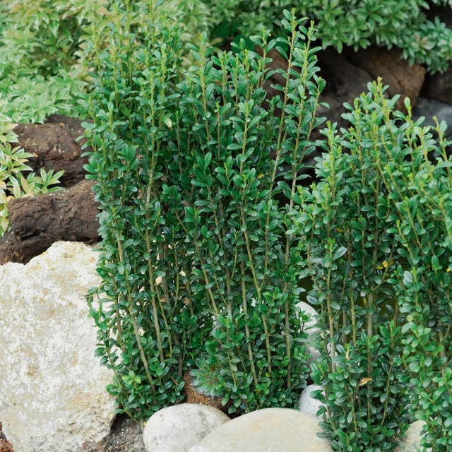 Ilex crenata fastigiata - Japanische Stechpalme Fastigiata - Japanischer Stechpalme - Ilex Crenata