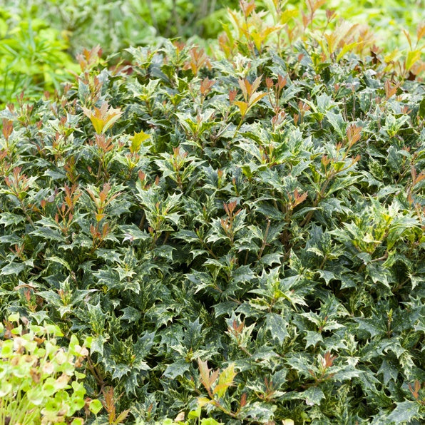 Osmanthus heterophyllus Goshiki - Osmanthus 'Goshiki' (buntlaubig) - Balkonblumen