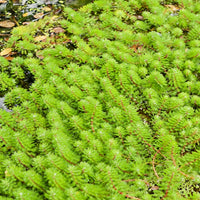 Myriophyllum Red Stem - Bakker