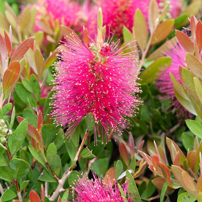 Zylinderputzer 'Hot Pink' - Bakker