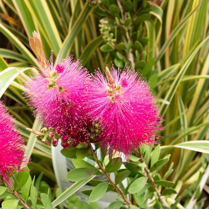Callistemon viminalis Hot Pink - Zylinderputzer 'Hot Pink' - Blühende Sträucher