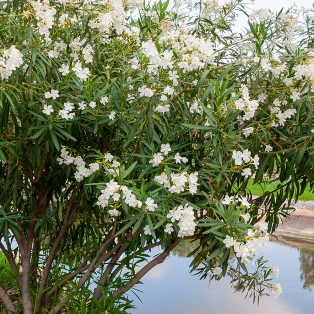 Nerium oleander white - Oleander weiß - Blühende Sträucher
