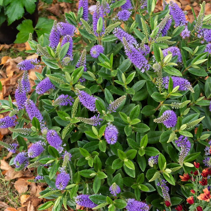 Strauchveronika Addenda® - Hebe speciosa 'addenda' - Bakker