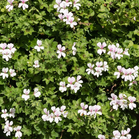 Hänge-Geranie weiß - Pelargonium peltatum - Bakker