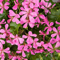 Hängegeranie rosa - Pelargonium peltatum - Bakker