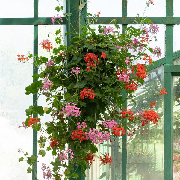 Verkauf Hängegeranie rosa - Pelargonium peltatum