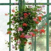 Hängegeranie rot - Pelargonium peltatum - Bakker