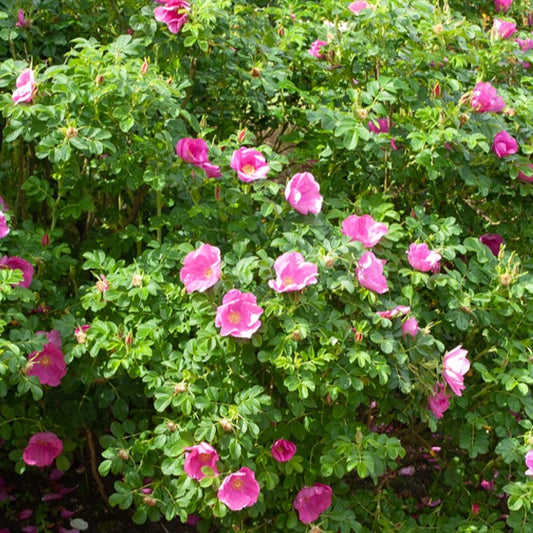 Kartoffelrose ‘Rubra’ - Bakker