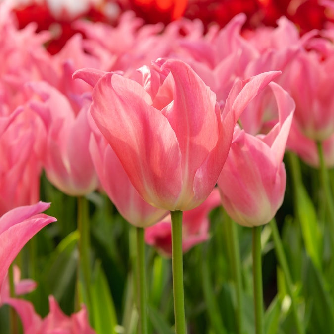 Tulpen ‘Pretty Love’ (x7) - Bakker
