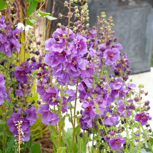 Königskerze Sugar Plum - Bakker