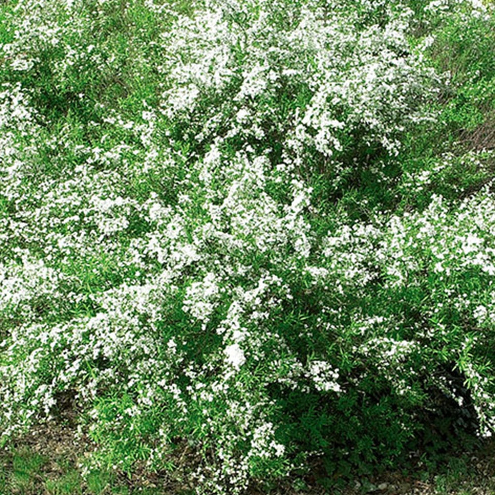 Thunbergs Spiere - Spiraea thunbergii - Bakker