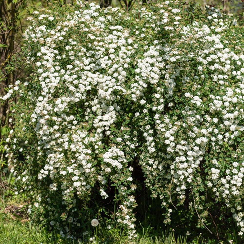 Spiraea - Vanhouttes Spiere - Spiraea vanhouttei