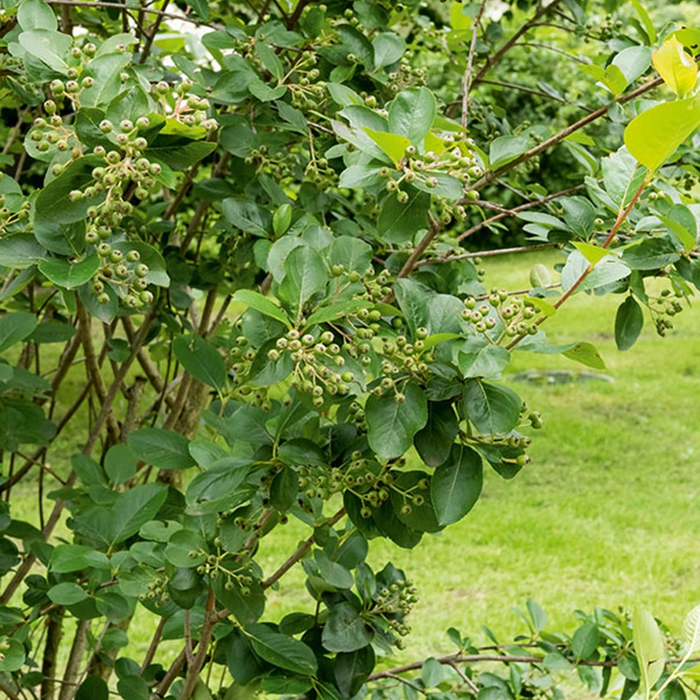 Verkauf Schwarze Apfelbeere - Aronia melanocarpa