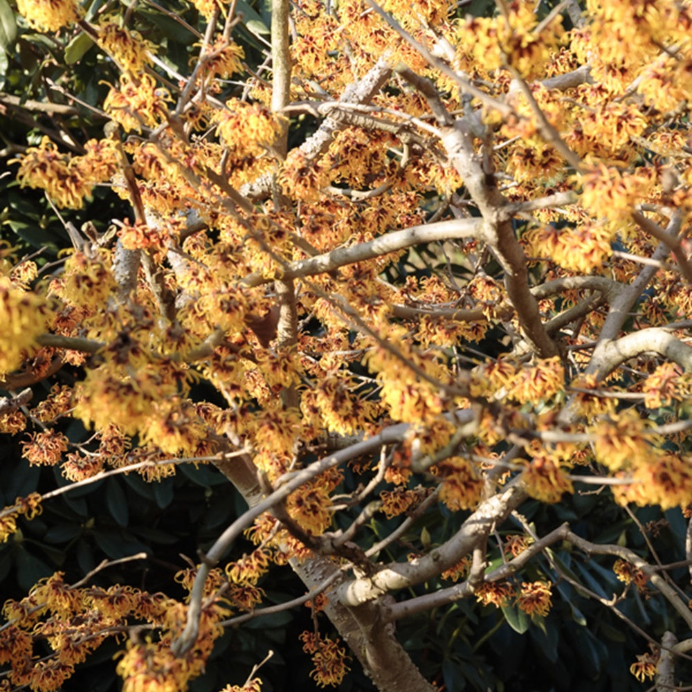 Zaubernuss ‘Orange Beauty’ - Hamamelis intermedia Orange Beauty - Bakker