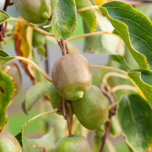 Zwerg-Kiwi Kens Red - Bakker