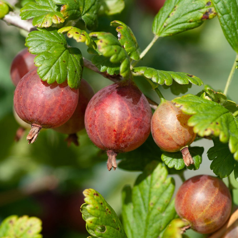 Stachelbeere Captivator - Ribes uva-crispa Captivator - Bakker
