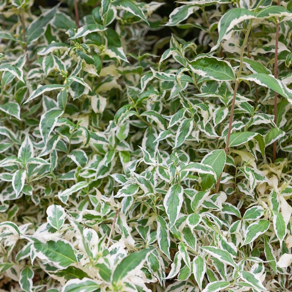 Diervilla ‘Variegata’ - Bakker