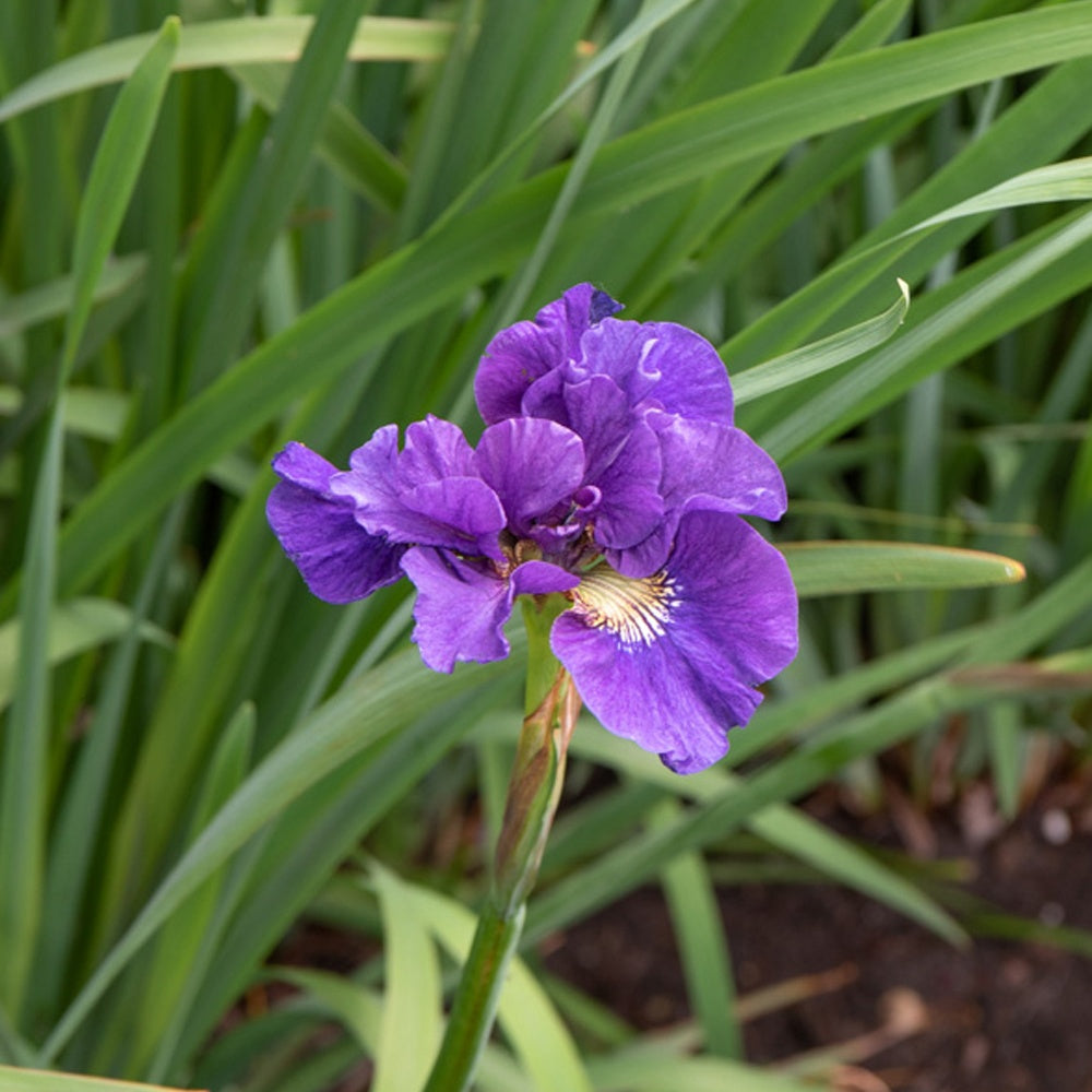 Sibirische Schwertlilie ‘Kaboom’ - Bakker
