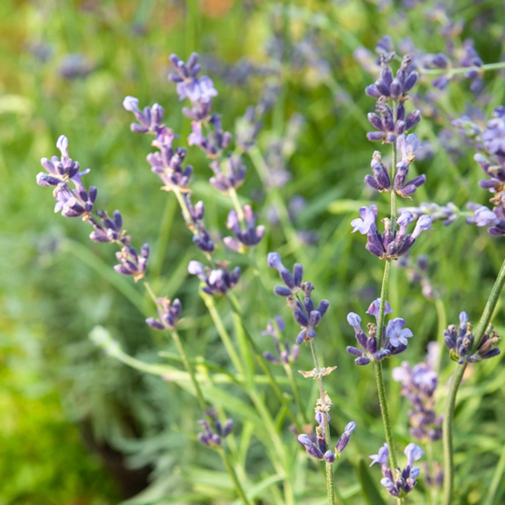 Echter Lavendel Munstead - Lavandula angustifolia 'munstead' - Bakker