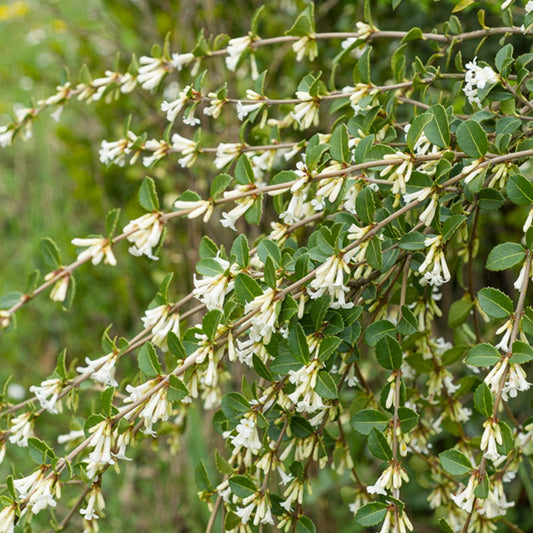 Duftblüte (Osmanthus delavayi) - Bakker