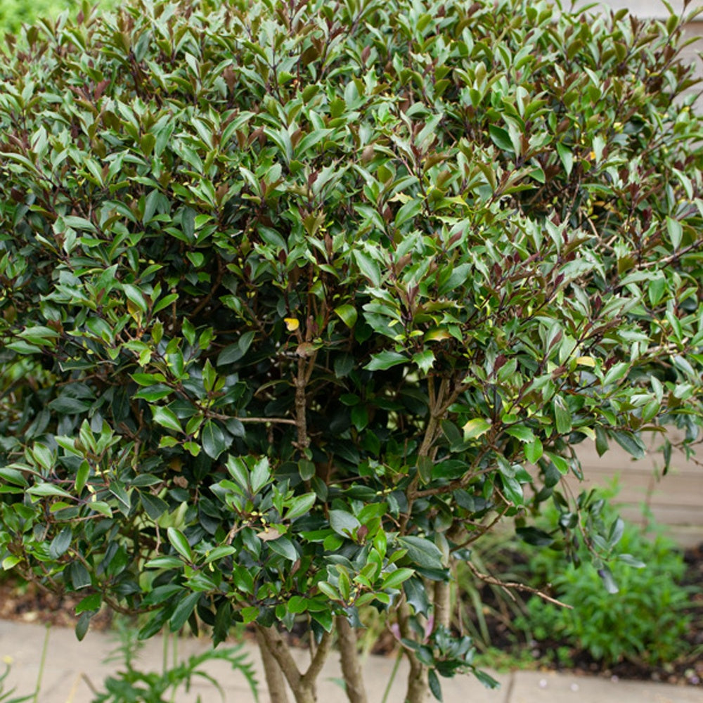 Osmanthus ‘Purpureus’ - Osmanthus heterophyllus Purpureus - Bakker