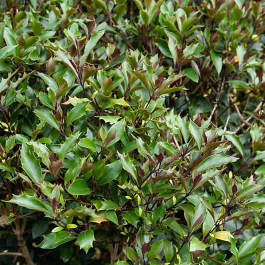 Osmanthus ‘Purpureus’ - Bakker