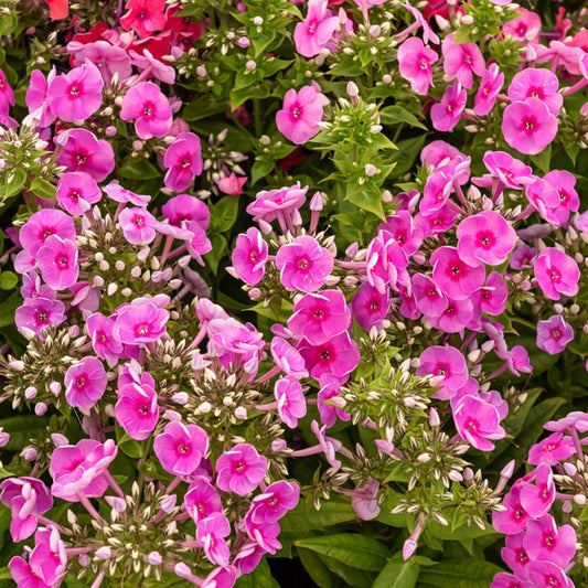 Flammenblume ‘Bambini® Desire’ - Bakker