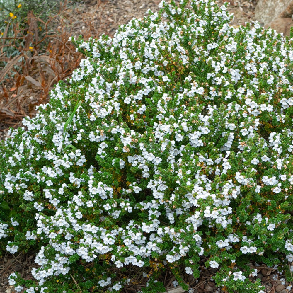 Australische Minze (Prostanthera) - Bakker