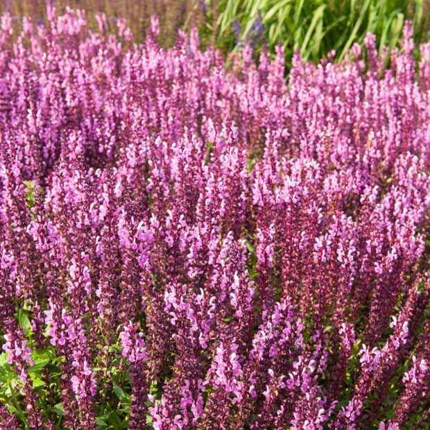 Salvia nemorosa sensation pink - Steppensalbei 'Sensation Pink' - Salbei