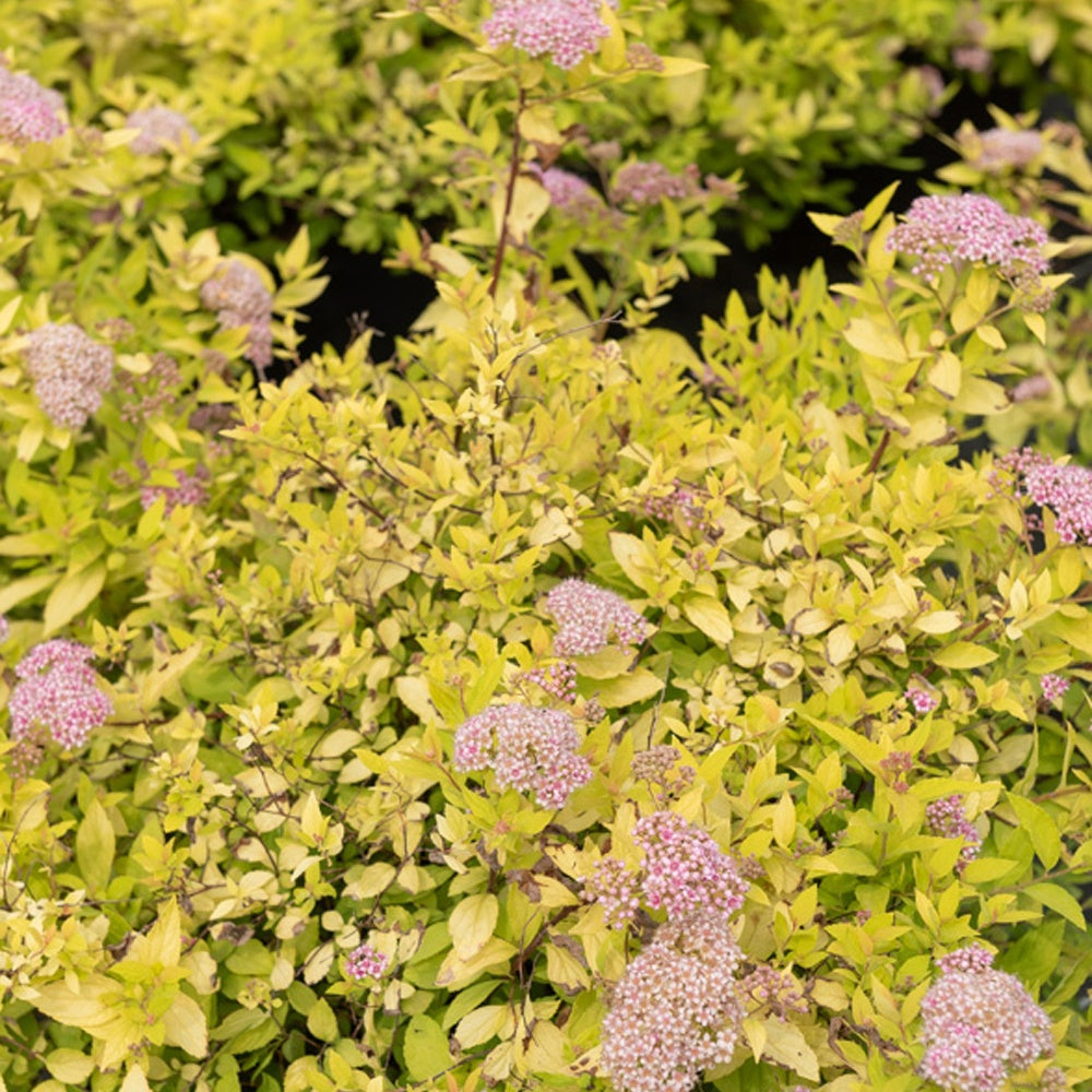 Japanischer Spierstrauch 'Goldmound' - Spiraea japonica goldmound - Bakker