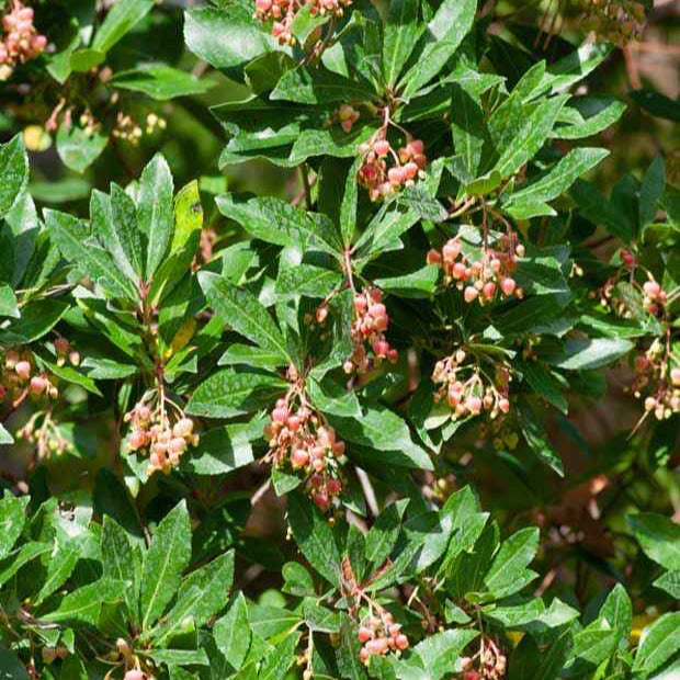 Andere Obstbäume und Sträucher - Erdbeerbaum Rubra - Arbutus unedo 'rubra'