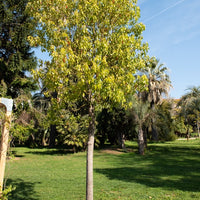 Kampferbaum - Cinnamomum camphora - Bakker