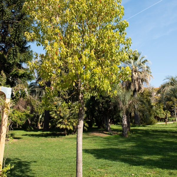 Kampferbaum - Cinnamomum camphora - Bakker