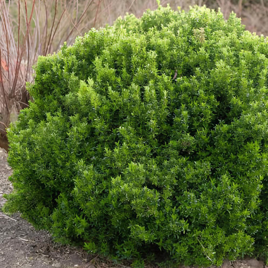 Japanischer Spindelstrauch 'Microphyllus' - Bakker