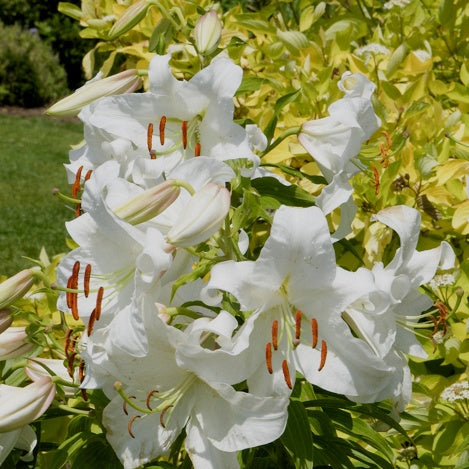 Orientlilie 'Casa Blanca' (x3) - Bakker